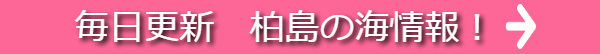 柏島の海情報